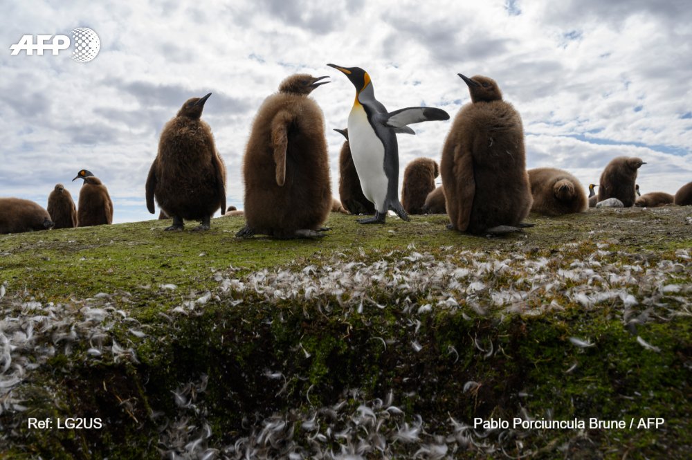 AFPphoto's tweet photo. #Falkland Islands / Malvinas
King penguins at Volunteer Point. #AFPphoto by @pdporciuncula https://t.co/u1w99yXQot
