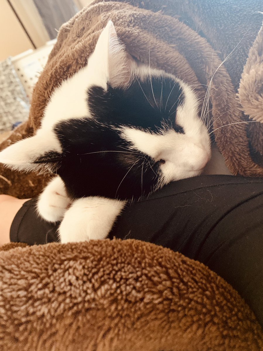 猫大好き うちの猫が一番だがよその子もかわいい Cjlvnpcqsfyx4og Twitter