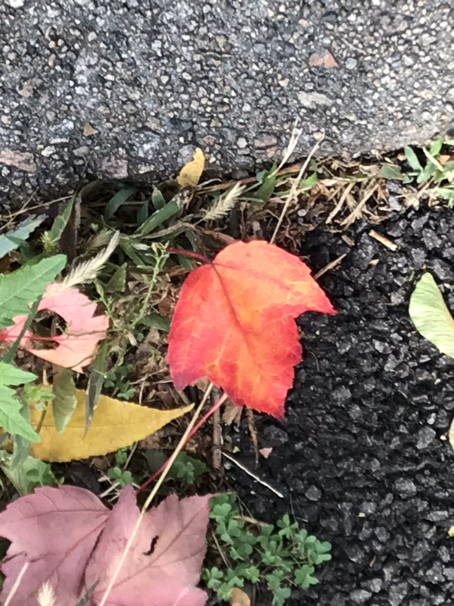 HankWH's tweet image. Why turn over a new leaf when I have these vibrant beauties staring me in the face today?!!! #workingman #fallingforfall @TownofBrookline
