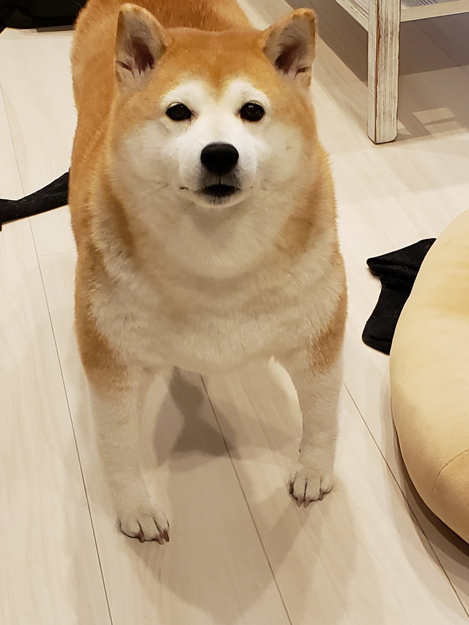 Shibainusakuratoibuki A Twitter 強そう 太かわいい 柴犬 ぽっちゃり柴犬 柴犬かわいい T Co Mco6rofo6t Twitter