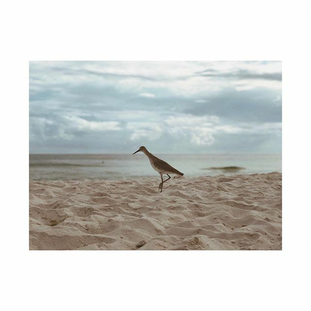 jennsilverberg's tweet photo. New friend on the beach. #viewsfromthemiddle #gulfofmexico https://t.co/Sl5WKKMof1 https://t.co/wiNSX3MQlf