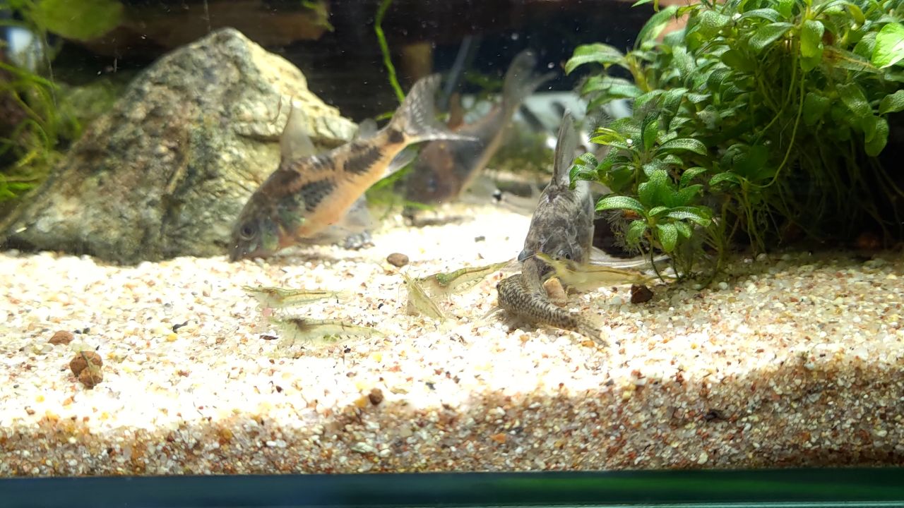 稲月和泉 エビとコリドラスとオトシンネグロが同じ餌のカタマリをつつくとか お互い温和とかを通り越してアレw 稲月和泉 エビとコリドラスとオトシンネグロが同じ餌のカタマリをつつくとか お互い温和とかを通り越してアレw