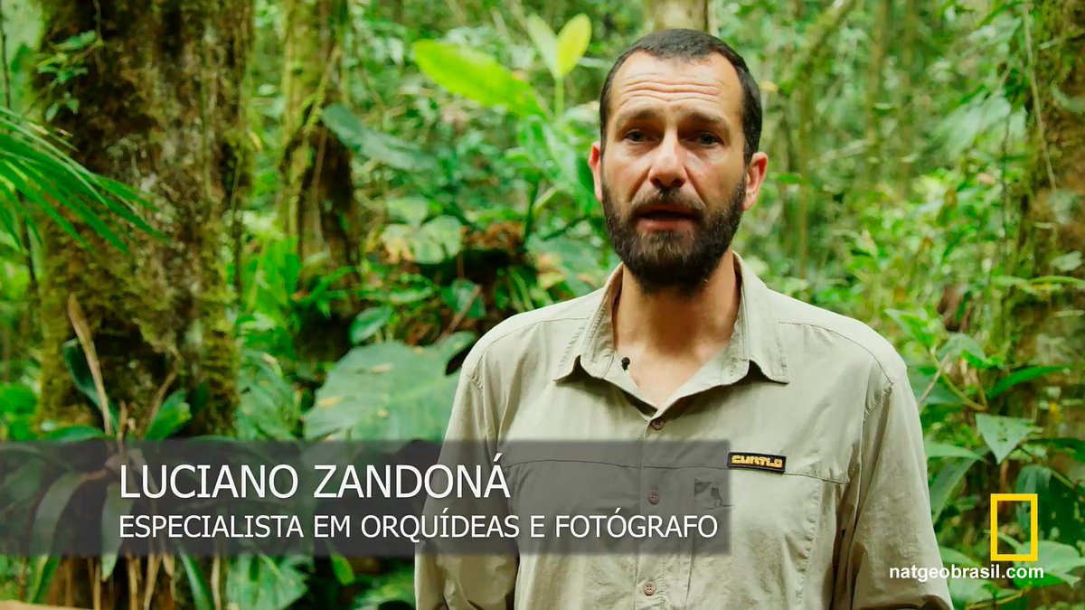 LrZandona's tweet photo. #OrchidsConservation of the #AtlanticForest on National Geographic Brazil.
#PlantBlindness #Orchids #Research #Education @IUCN_Orchids @natgeobrasil https://t.co/LCWAbIydn0