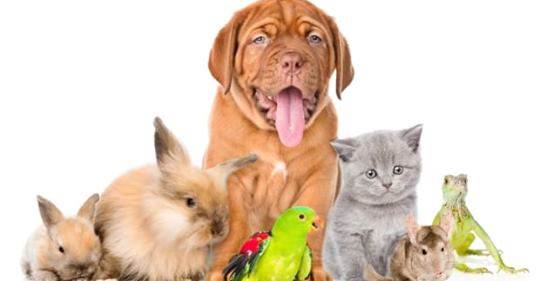 Cute, cuddly, and they can improve your health. Is there anything pets can’t do? bit.ly/2IBfFTC