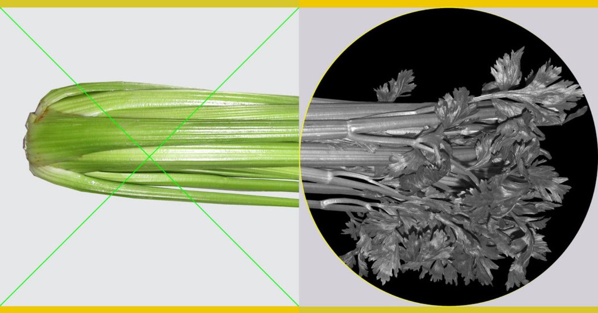AltPantry's tweet image. Is Celery Juice a Sham? More from the interesting new @nytimes series examining known + proven facts about popular wellness trends. #celeryjuice buff.ly/2VTssGn