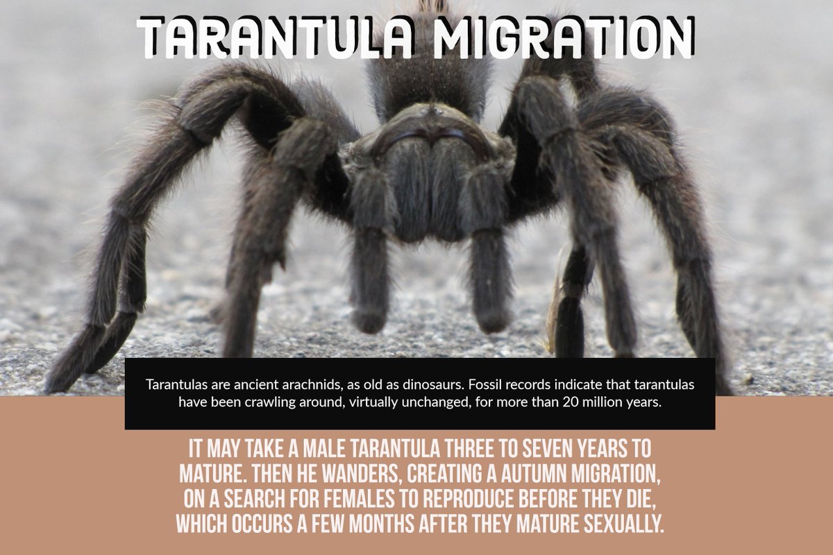 505Nomad's tweet photo. Though it is getting pretty cold at night these days, I saw a couple of tarantulas roaming around looking for a mate up north. Once the males start migrating, they only have a few months before they die.
#wildlife #nature #arachnid #spider #tarantulamigration https://t.co/OrVKRg8Pmm