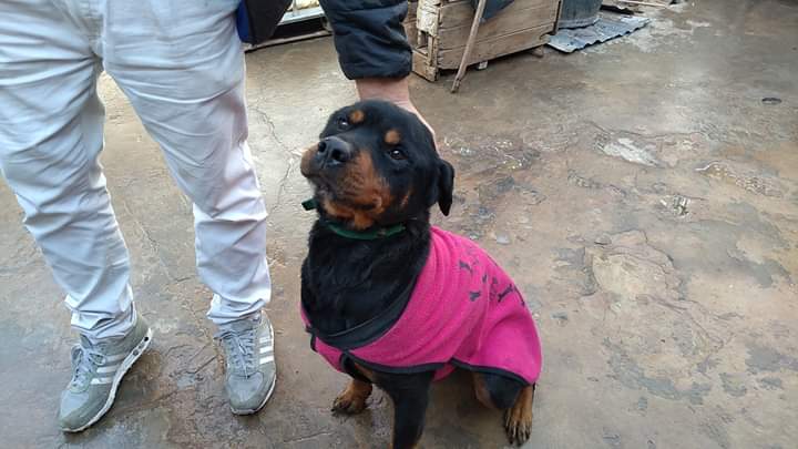 Devuelven a SiARA ☹️👉ERA INVISIBLE UN BULTO DE SARNA EN UN RINCON HASTA Q LA RESCATAMOS, ☹️SU RECUPERACIÓN FUE LENTA ,DESNUTRIDA ANEMICA Y AUN ASI LE PUSO GARRAS Y SALIO ADELANTE 😥👉CONSEGUIMOS ADOPTANTE 💥 LA DEVUELVEN SE VAN A MUDAR SON EXTRANJEROS NO PUEDEN LLEVARLA 👇