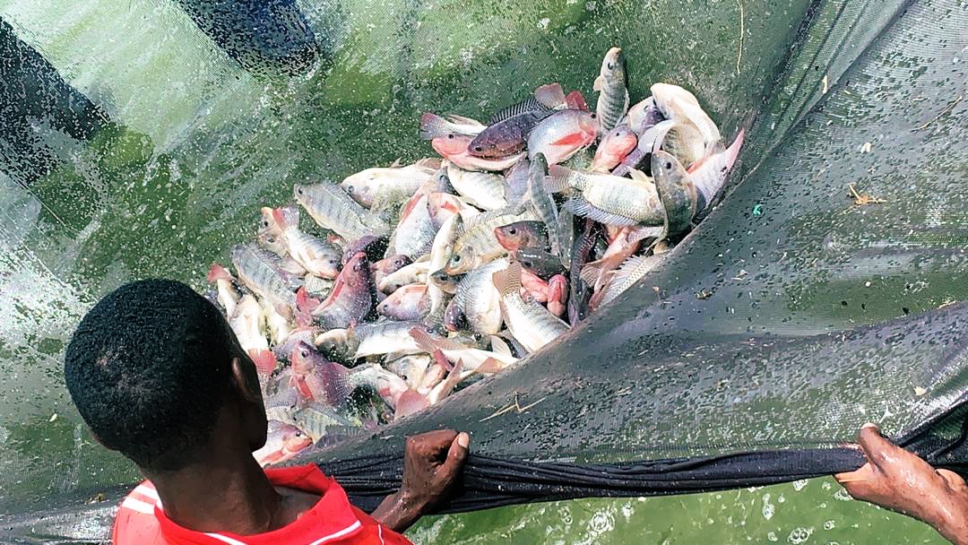 cmusisi2's tweet photo. Congratulations to the Bulamba JKT fisheries project for developing successful fish farming practices, training communities and over 1500 youth!It’s an answer to declining fish stock in the lake and economic empowerment for communities. @undptz @UNDPAfrica #fish #farmingpractice https://t.co/22f2nFTdjm