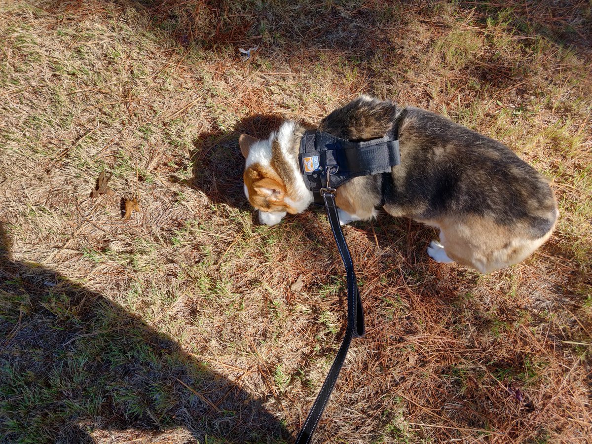 drahcir_rahl's tweet photo. Took Merlin for a walk. #moreCorgi https://t.co/pr5TlUP8Ul
