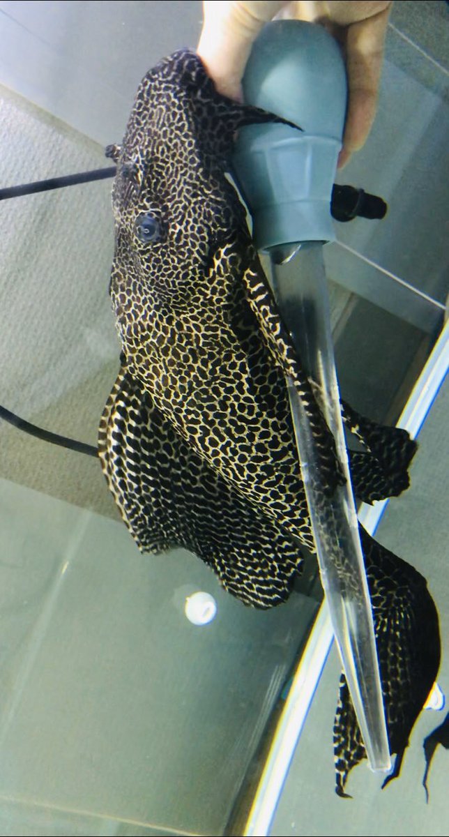 Corydoras_fiw02 tweet picture