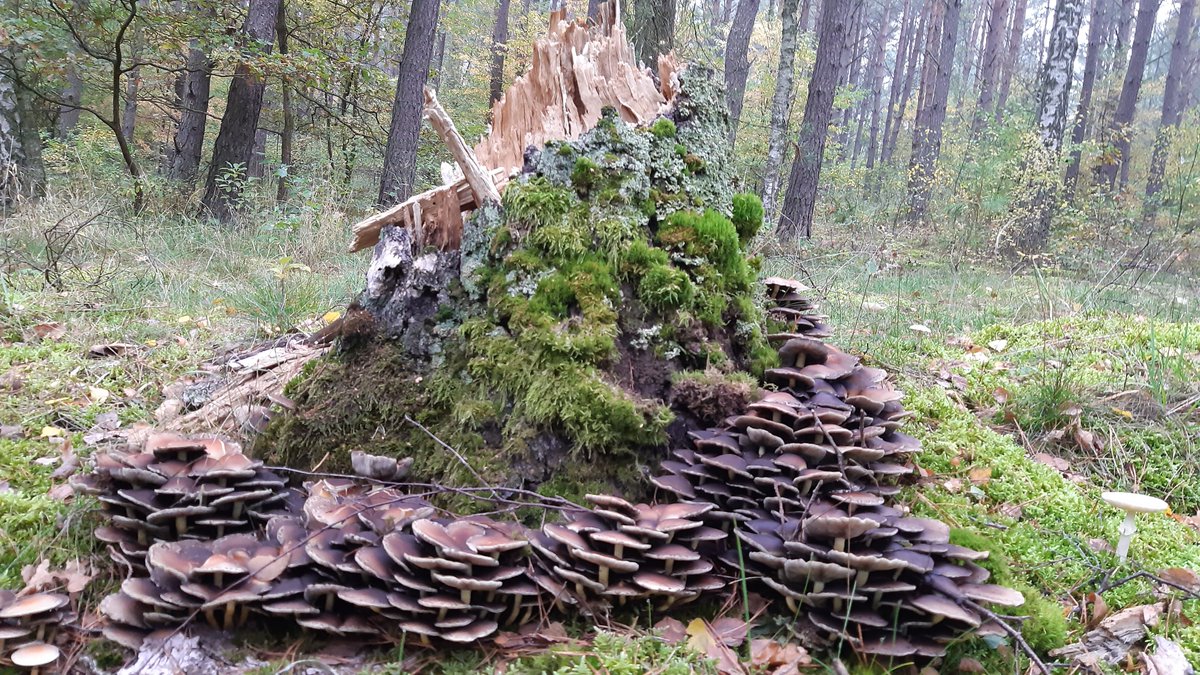 zigappo's tweet photo. #uckermark #Pilze Kaum zu glauben, dass nach diesem Sommer so viele Pilze da sind https://t.co/e1zQSAehE3