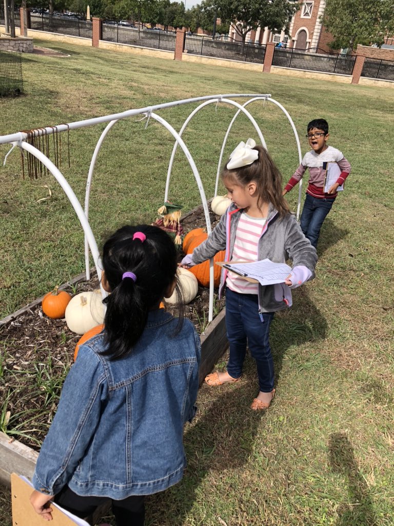 MissRiceTCE's tweet photo. K4 loved gathering data on how many pumpkins are in our @TCEgarden pumpkin patch! #tcetexans https://t.co/p48yZWYEM9