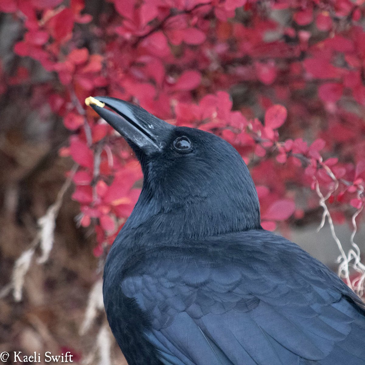 Do you ever feel like crows are so pretty you could cry? Or is that just me...