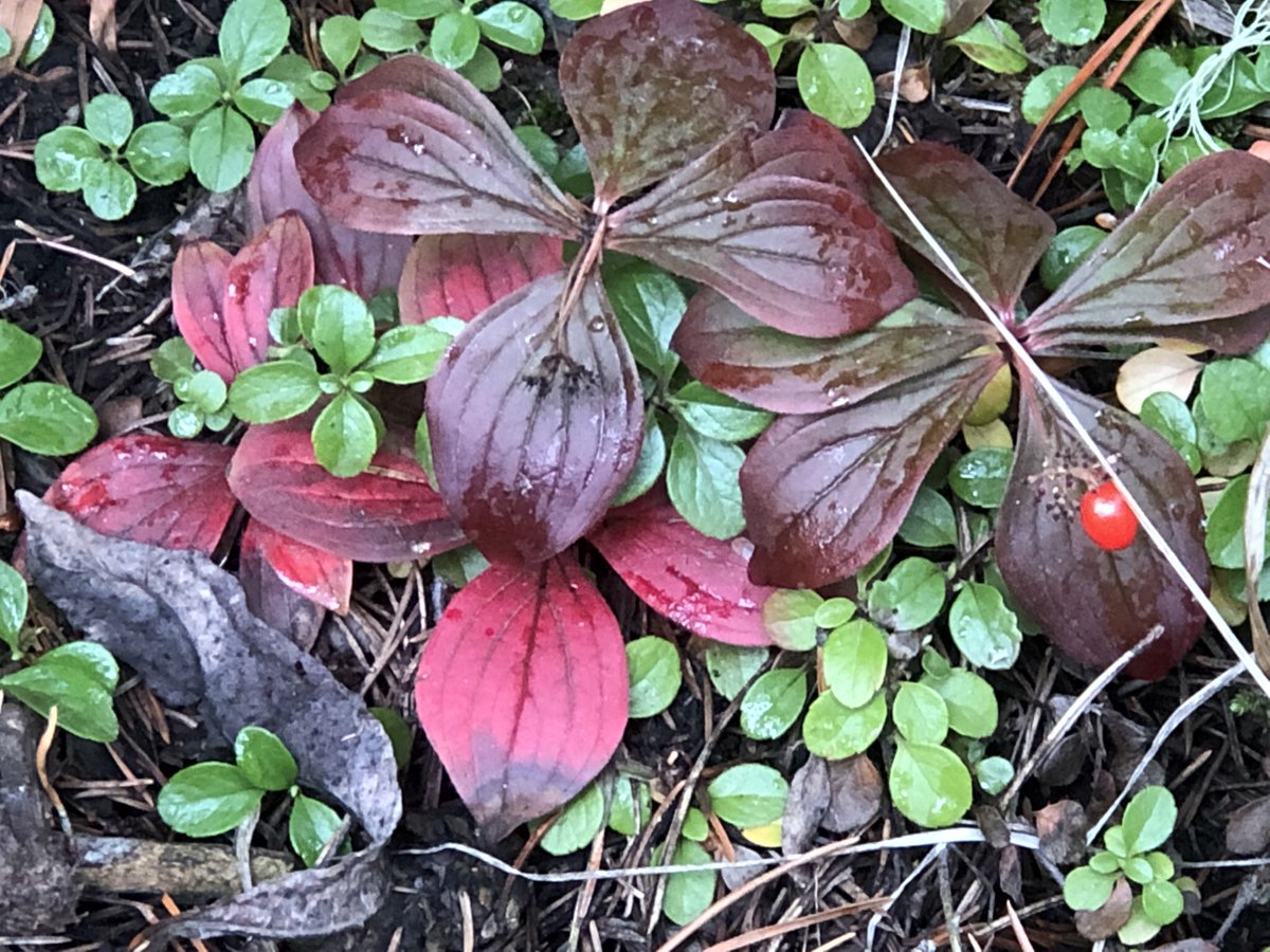 happyfeather1's tweet photo. Fall is here! 🍃 https://t.co/ZMZ0RPOSdn