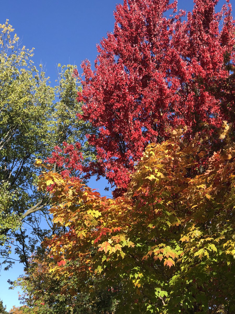 happyfeather1's tweet photo. The Magic of Fall👁! 🍂 https://t.co/QMMhFDTRYB