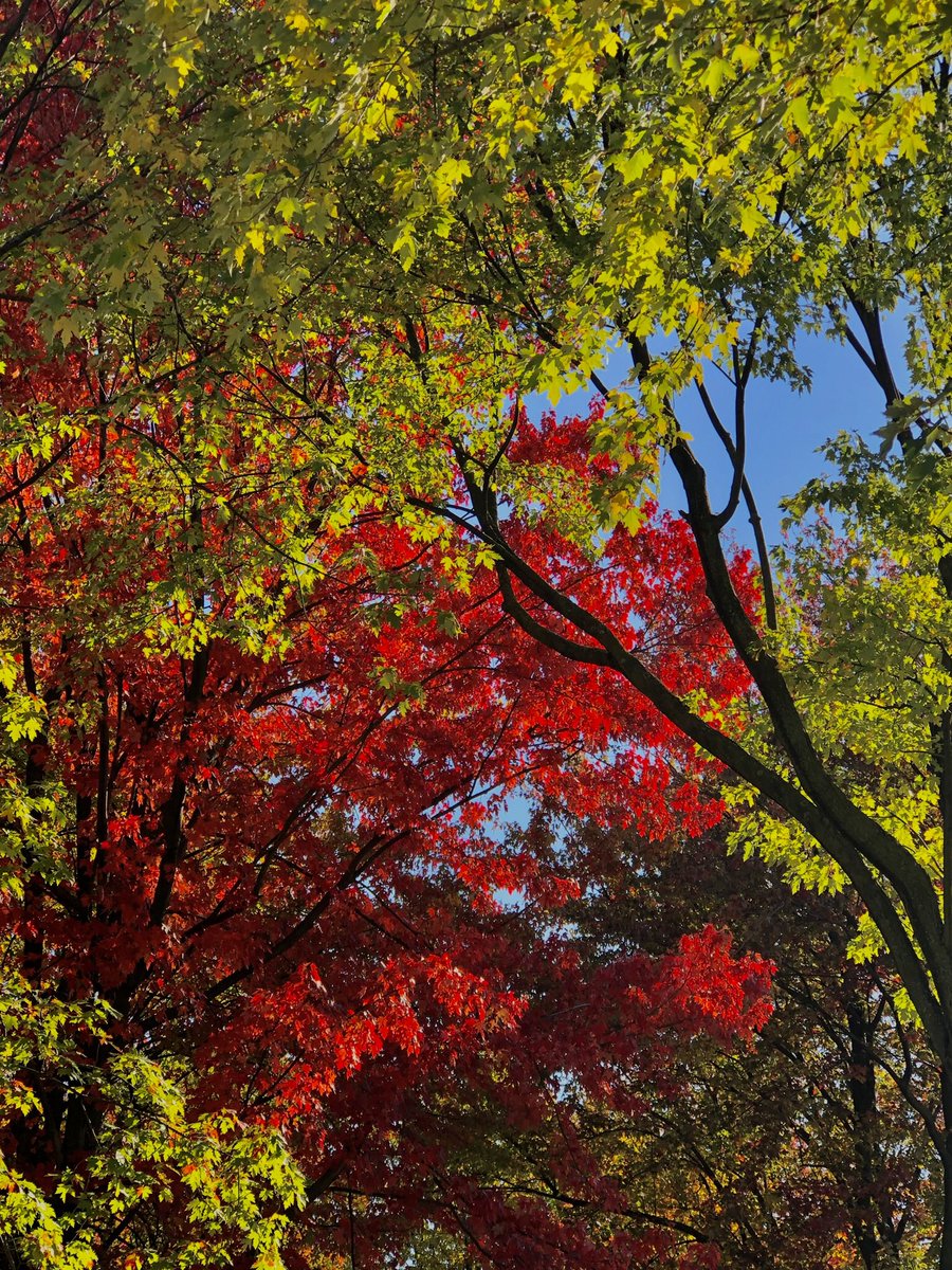 happyfeather1's tweet photo. Fall is truly miraculous! 💋 https://t.co/ScXxS1L6vC