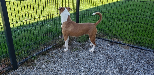 EMluvsPibbles's tweet photo. ๐โ ๏ธCODE RED!โ๏ธClara will die 10/18โ ๏ธ๐
At 15 months young, she was returned for not liking another dog in her new home & will now be put to death!๐โ๏ธ๐โ๏ธโ๏ธ
#PLEDGE #RESCUE #StopThisMurderNOW! #RT #SAVECLARA
๐ค#PibblesAreTheBest๐ค
FCDS Columbus, OH๐บ๐ธ
https://t.co/4yaYBTARrz https://t.co/f5z2KhpVdp