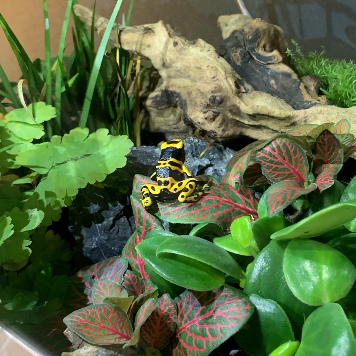 Scaped Nature  has decked out The Wallow ready for Wild Paths and we have some new employees for the weekend.

#wildpathsfestival #norwich #norwichlanes #scapednature #terrariums #vivariums #dartfrogs #wallow #wine #bar #thewallow #wallowwithus #winebar #wines #nature