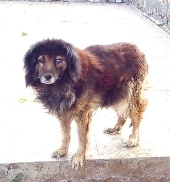 #BUSCA_HOGAR SU MAMÁ HUMANA FALLECIÓ Y QUEDO ABSOLUTAMENTE SOLA EN LO QUE ES SU HOGAR. PASA SOLA DÍA Y NOCHE. ES ADULTA Y CIEGUITA DE UN OJO. MERECE Y NECESITA VIVIR SUS ÚLTIMOS AÑOS BAJO EL CUIDADO DE UNA FAMILIA QUE LA LLENE DE AMOR. 
CONTACTO +56976603114 / +56950702426