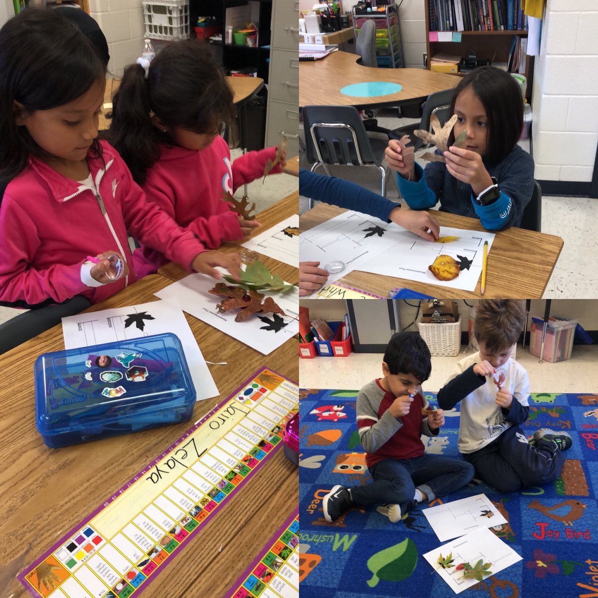 We are scientists today in first grade, we are investigating leaves by comparing and contrasting : )