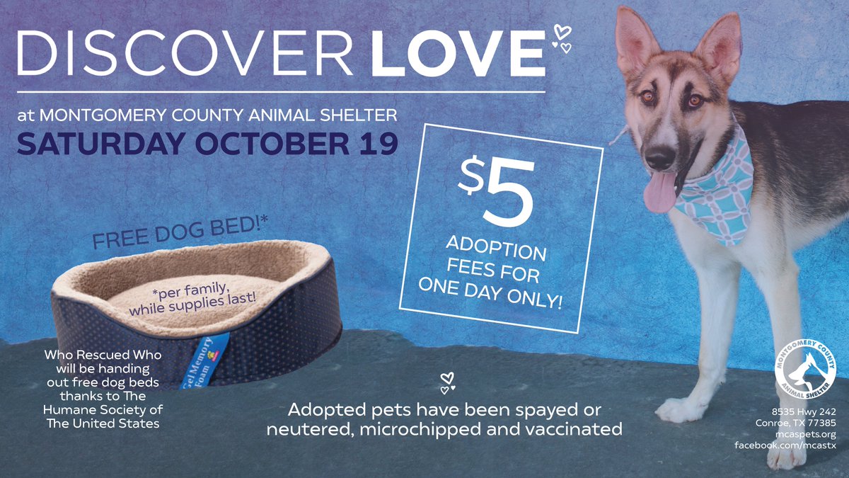 Discover the love of a new best friend this Saturday, October 19! #discoverlove #adoptapet #thewoodlandstx #AdoptDontShopHouston mcaspets.org/single-post/20…