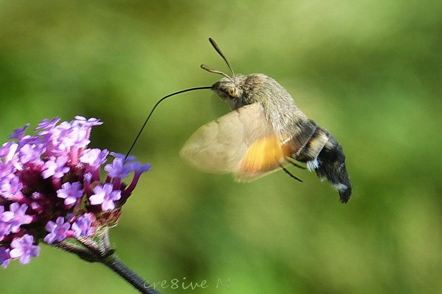 niet een geweldige foto, maar leuk dat ze er nog steeds zijn! fijne avond!