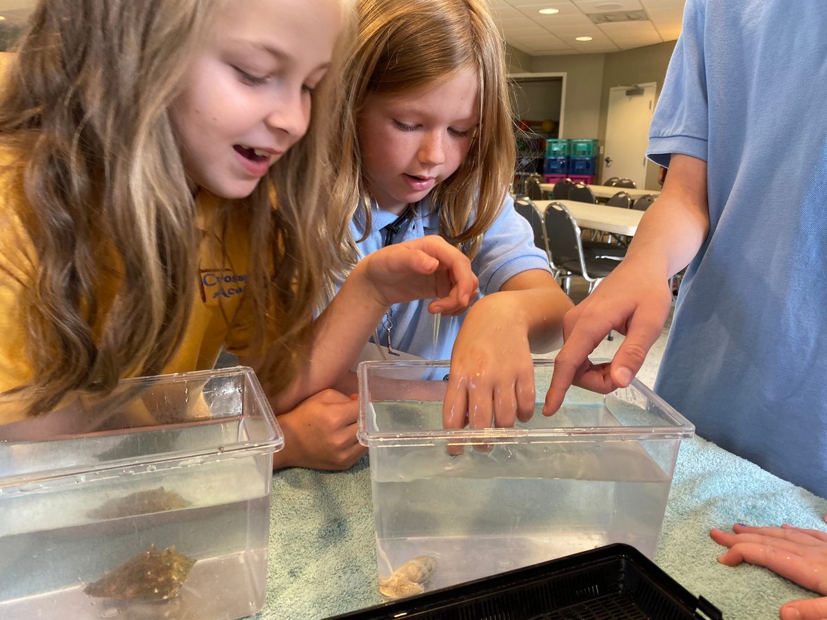 ShellMuseum's tweet image. Great presentation at @CrosspointeaAca today. Students studied mollusks for 5 weeks beforehand, and Miss Leigh was very impressed by their questions.