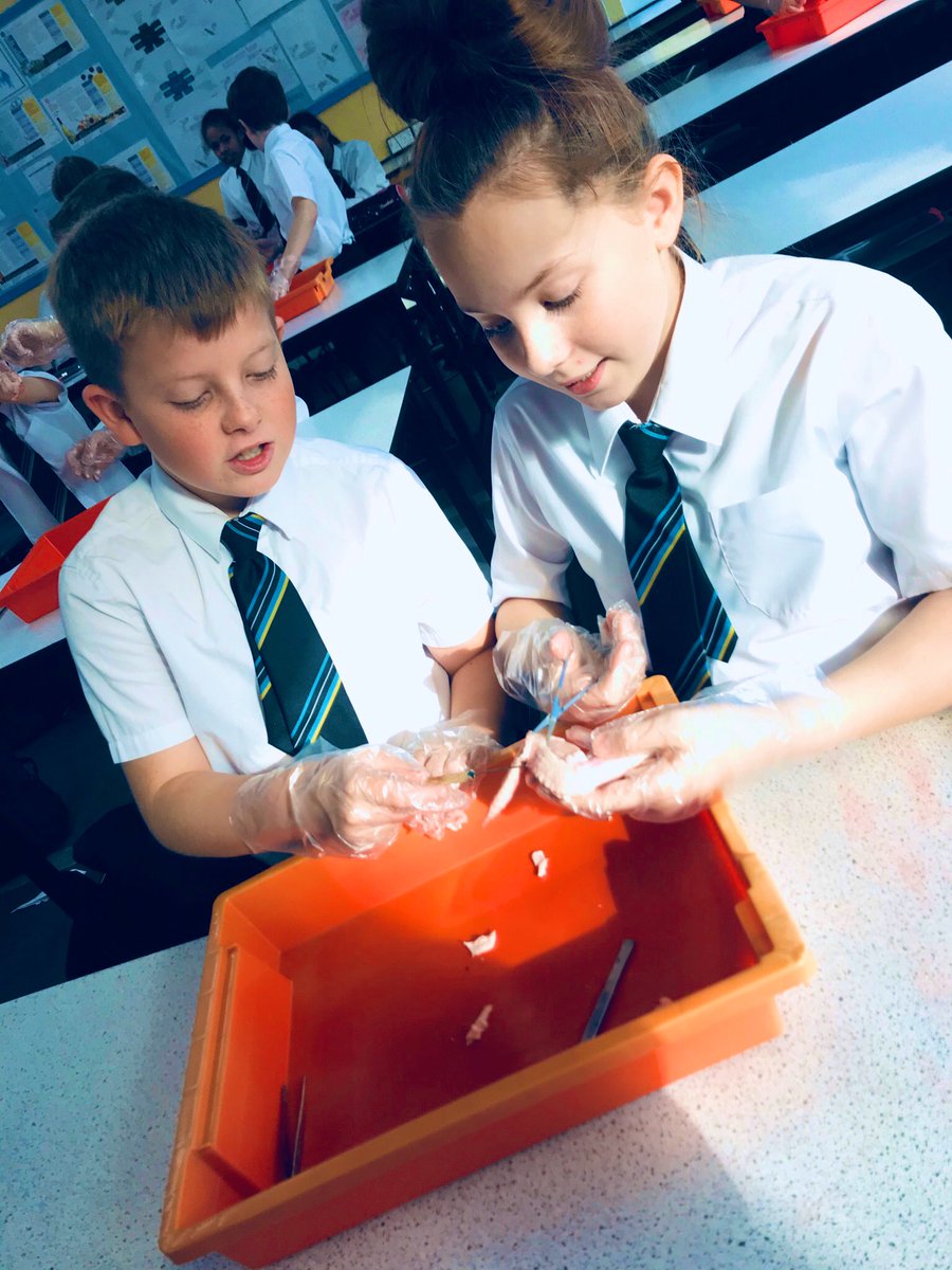 RisedaleScience's tweet photo. Year 7 getting jiggy with some chicken π wings!! Learning about muscles πͺπ½ and how they work!! Hope they donβt learn how to fly away π² @RisedaleCollege #chickenwings #dissection #musclework #amazingstudents #risedale https://t.co/58pEFNCYOr