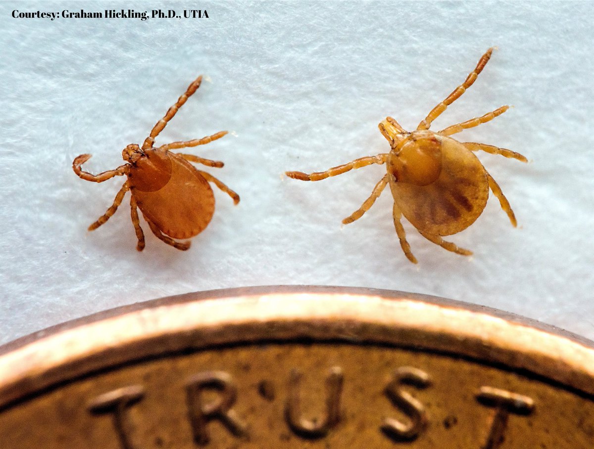 TNAgriculture's tweet image. The Asian Longhorned Tick has been detected in 6 new counties. Knox, Jefferson, Claiborne, Cocke, Putnam, and Sevier Counties. tn.gov/agriculture/ne…