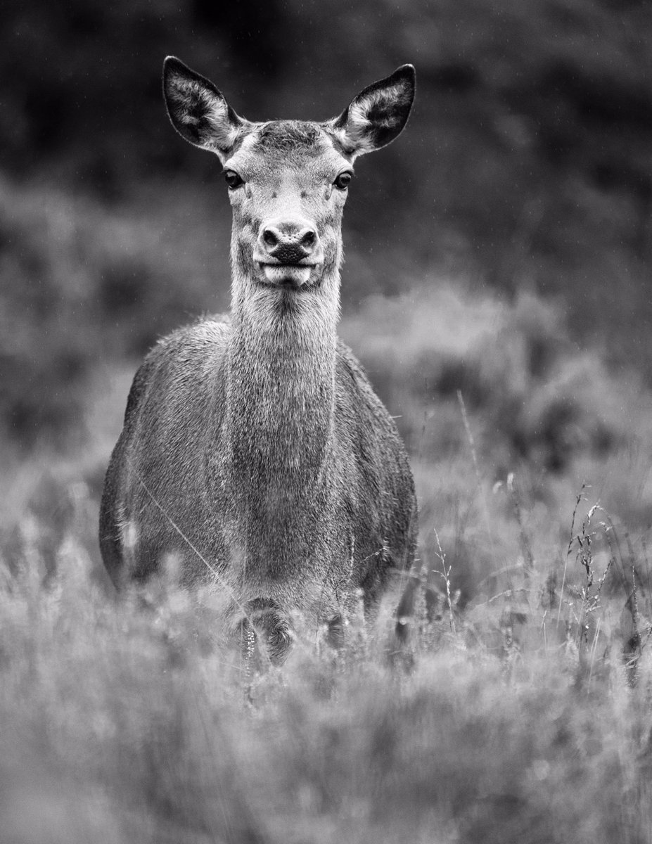 .
Red Deer
-
#photography #photo #wildlife #nature #animal #deer #wildlifephotography #naturephotography #deerphoto #deerphotography #blackandwhite #bw #mono #monochrome #reddeer