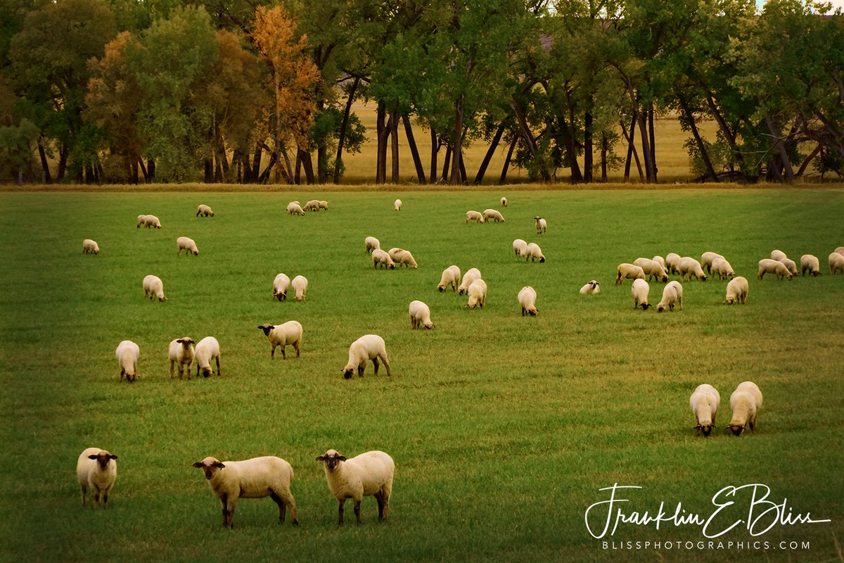 New post (#Wyoming Lawn Mowing) has been published on Bliss Photographics - https://t.co/cwfJdRl5M2
#Bliss #BlissDinosaurRanch #BlissPhotographics #BlissRanch #Borderlands #Farm #FarmAnimals #GrassyField #Hedgerow #LawnMowing #Ranch #Sheep #Treeline #WyomingLawnMower #Animals https://t.co/S4OThHz4B3