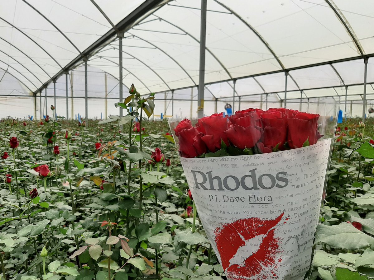 pjdaveflora's tweet photo. Only the best Rhodos Roses make it to the wrap 🌹💐 For pre-orders, email sales@pjdaveflora.com or call us at +254 748 817 103
- https://t.co/wI56RpGVCy -
____
#sustainablefarming #rhodosroses #PremiumQuality #FreshCutRoses #redroses #loveroses #wholesaleroses #cutflowers https://t.co/fhAgdmlBRy