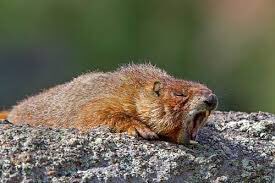 KatieMarmots's tweet photo. need 18 more cups of coffee so I can see https://t.co/eFhu1WDucy