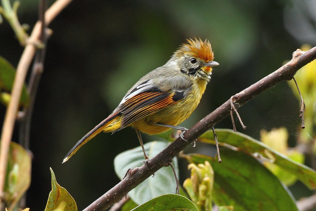 RockjumperTours's tweet photo. #RJPOTD
The Bar-throated Minla taken by Markus Lilje
@ZEISSBirding
#RockjumperBirding #minla #ZEISSBirding https://t.co/FSPMQWePad