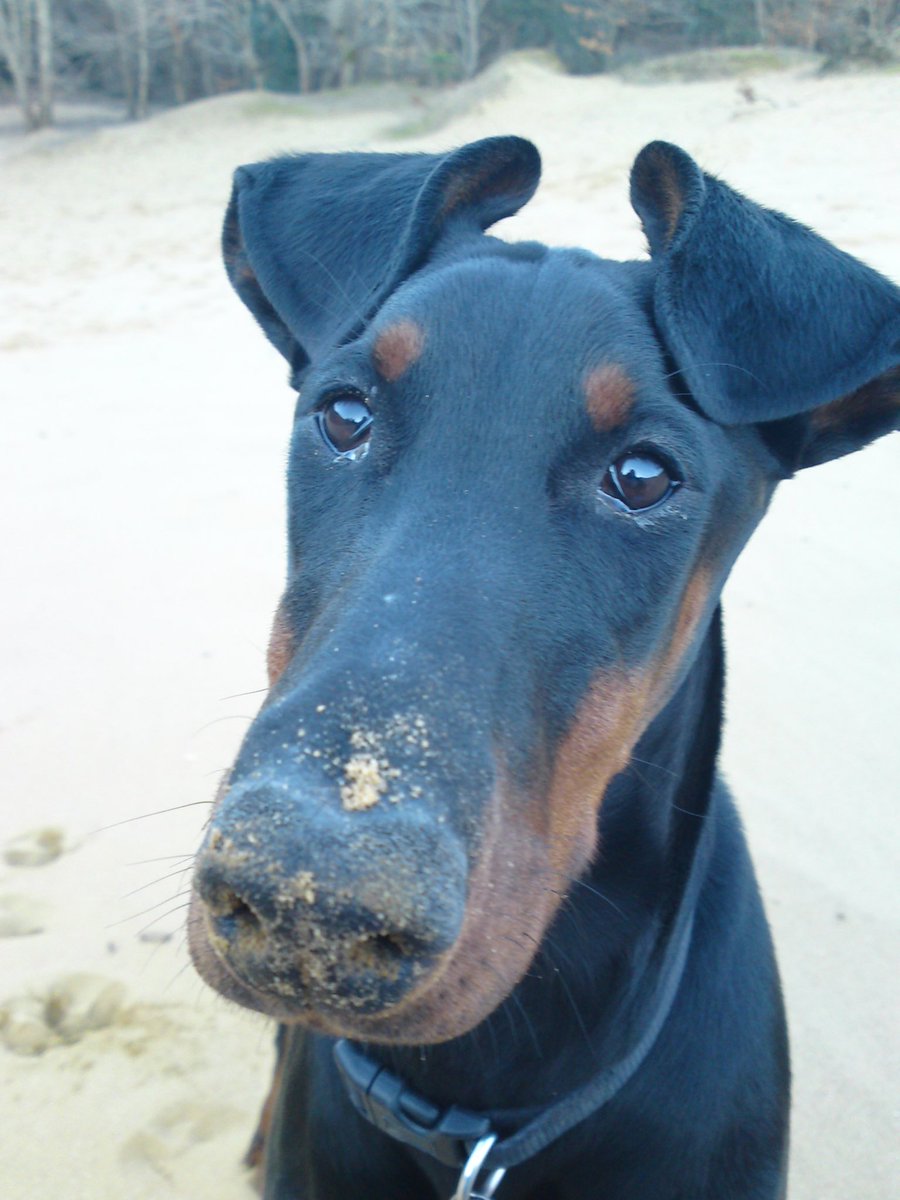 Ruby_thedog's tweet image. My cousin Abby crossed the rainbow bridge today, she’d been very ill, she was 10 years old

This photo of her is from 2010

Sweet dreams Abby ♥️