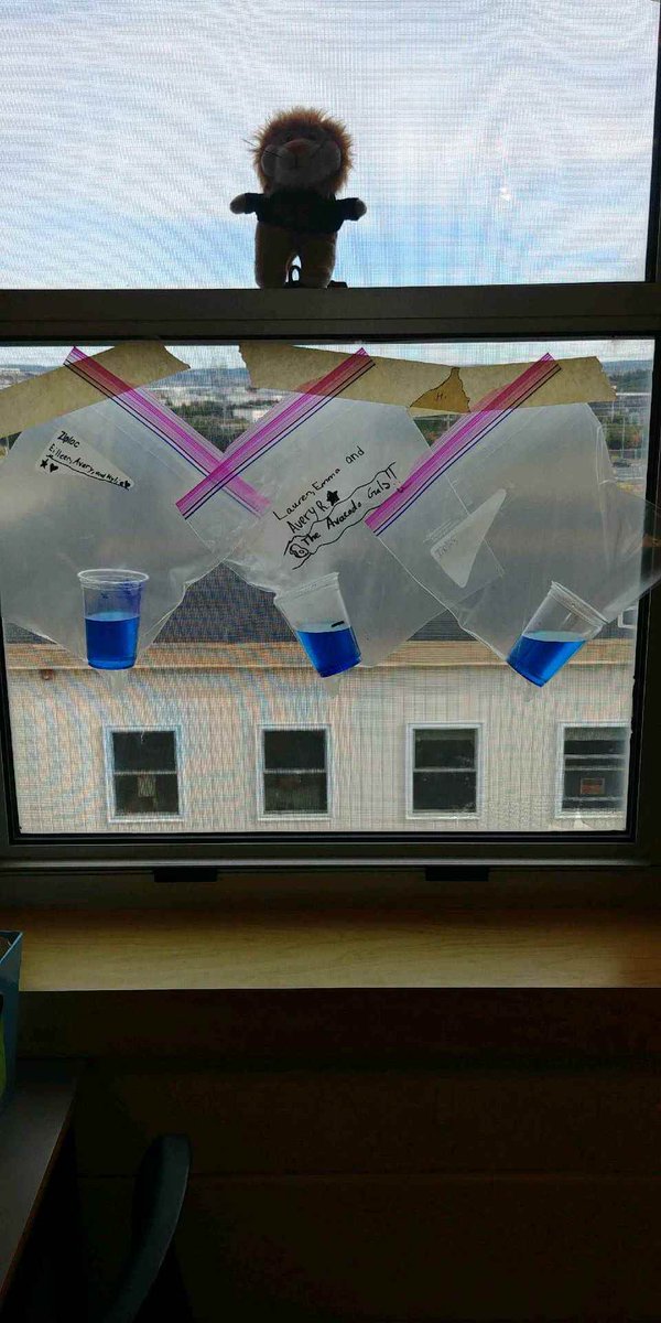 MsLeGrow5's tweet image. What will happen to our water cycles in a bag overnight?! @paradiseelem #learnthroughdoing