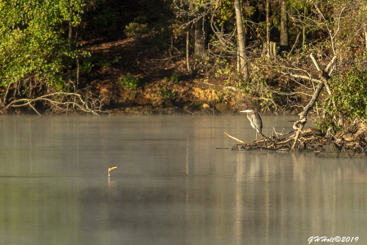 Golden Hour Great Blue Heron and Double-crested Cormorant fishing #goldenhour #doublecrestedcormorant   #greatblueheron #bird #birding #birdphotography #NaturePhotography #naturelovers #wildlifephotography #canecreekpark