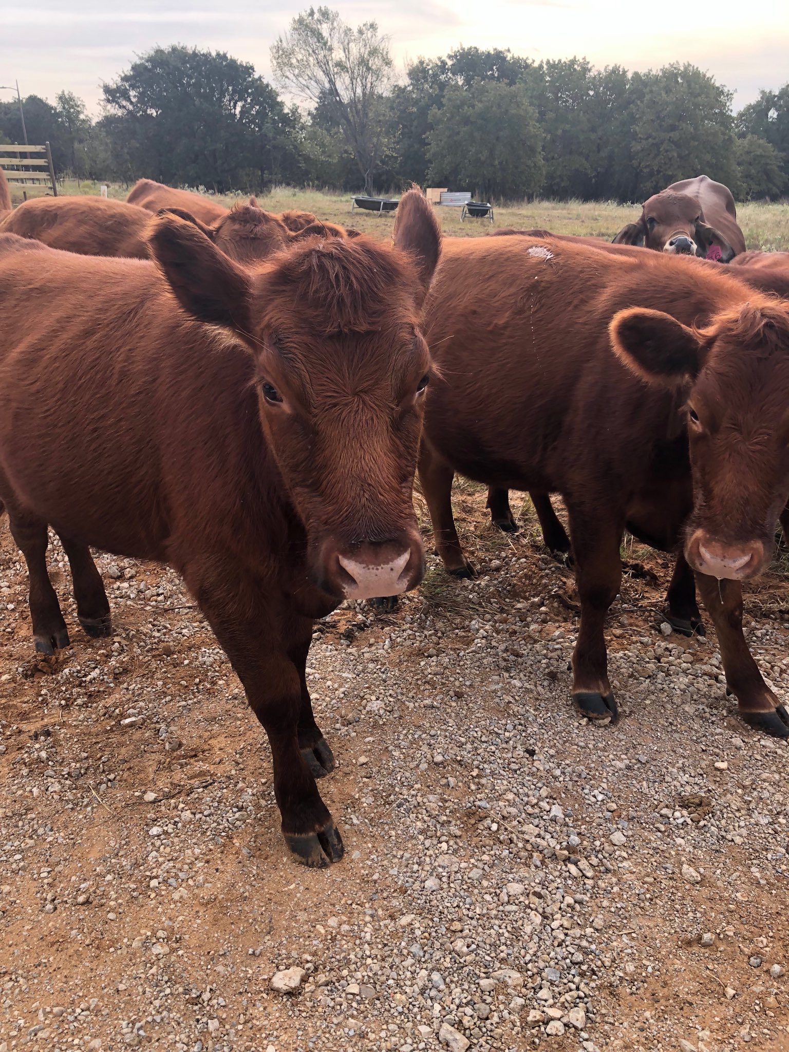 A Rare Look Inside Louis Vuitton's Hidden Away Texas Ranch in the  Countryside — Rochambeau Ranch Is All About the Work