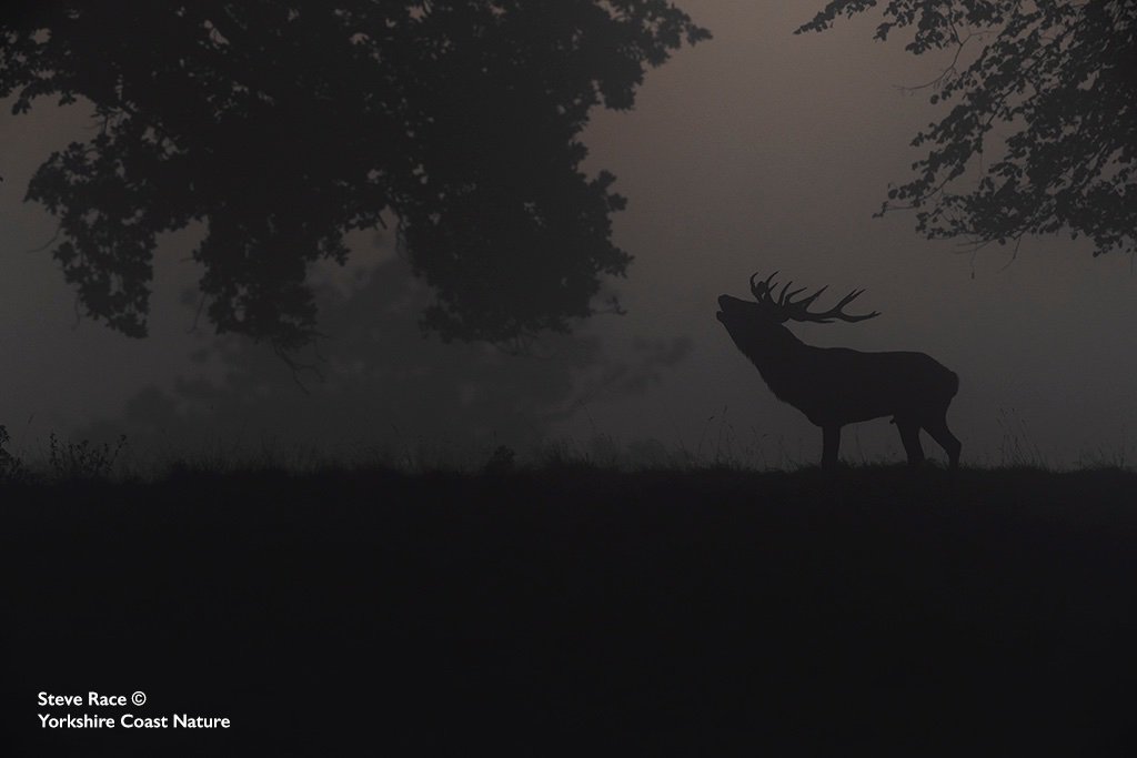 wildlifeimages's tweet photo. What a MEGA day on my 'Deer Rut Photography Workshop' with my client at Studley Royal. The morning started off dark and misty which proved very challenging to capture some early images, but proved to be atmospheric as this image shows below #reddeermagic #bigbeast #roaringred https://t.co/tuwByBR0jS