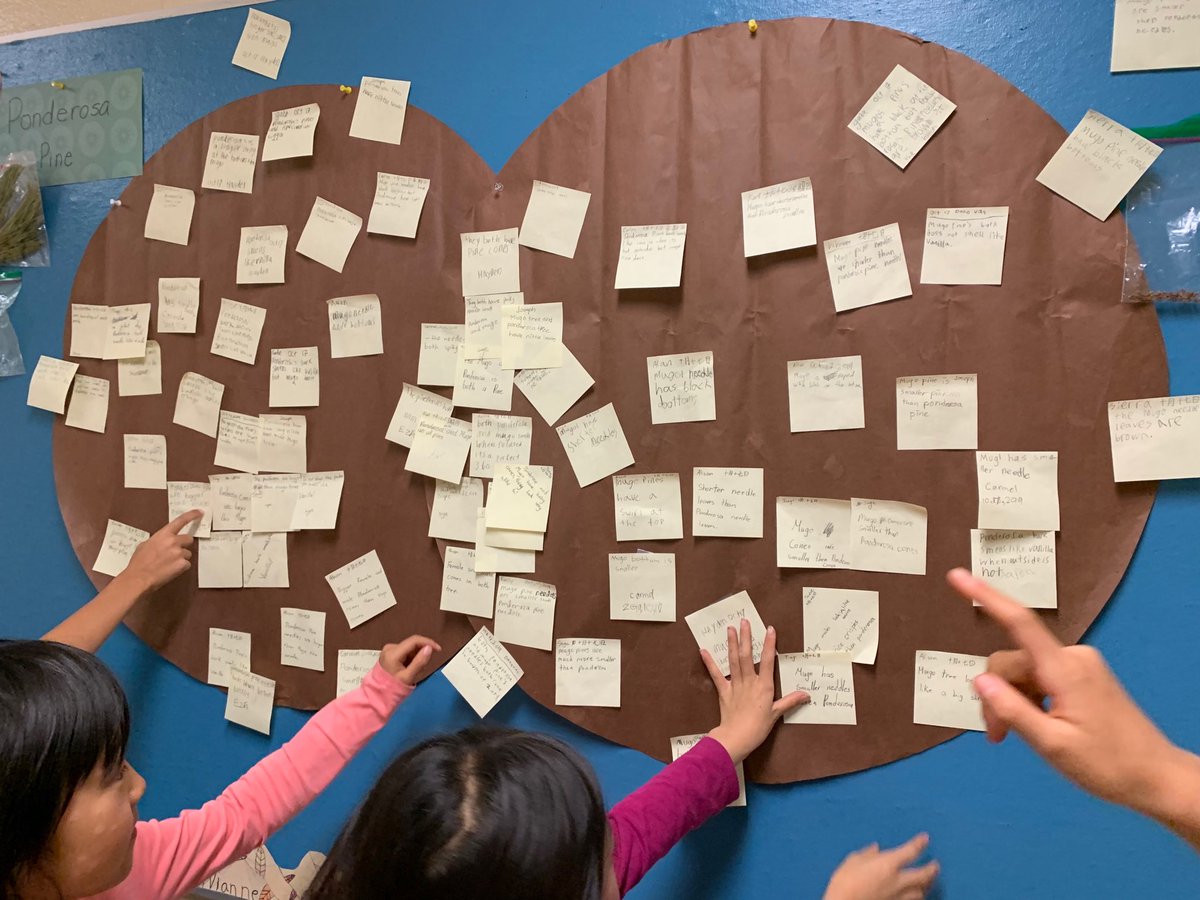 “We’re making a Venn diagram about the Ponderosa Pine and Mugo male.  We’re comparing the two.” #WeAreMidnapore