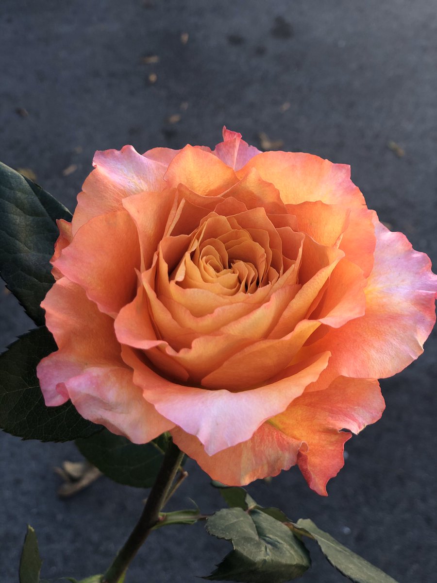 Chelish Moore Flowers 💐 tweet media