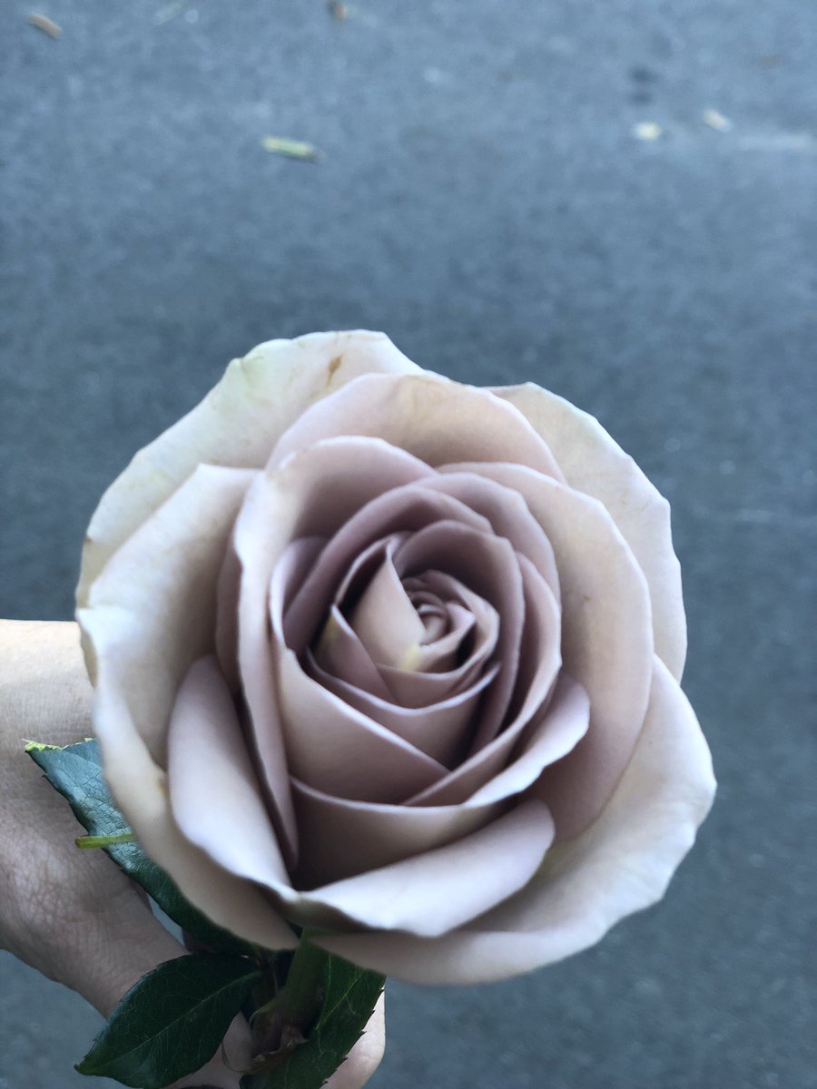 Chelish Moore Flowers 💐 tweet media