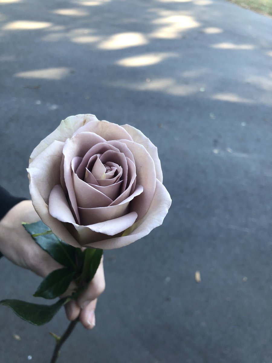 Chelish Moore Flowers 💐 tweet media
