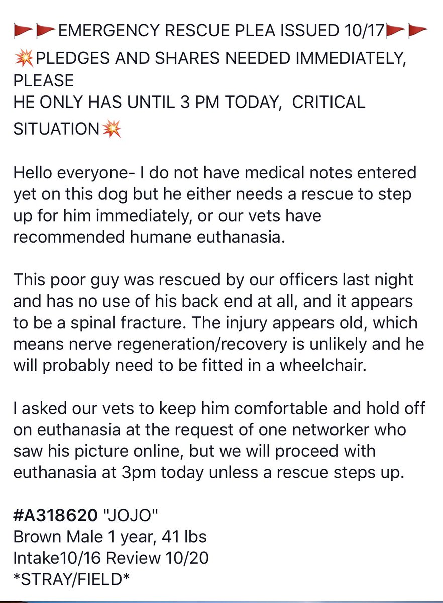 #TN #MEMPHIS
🆘🆘EMERGENCY PLEA - JoJo 1yo FOUND BY AC OFFICERS WITH NO USE IN HIS BACK END &amp; PROBABLE SPINAL FRACTURES-pls read below! Needs out IMMEDIATELY!! Pls #RESCUE #PLEDGE #FISTER #A318620
facebook.com/18216482414803…