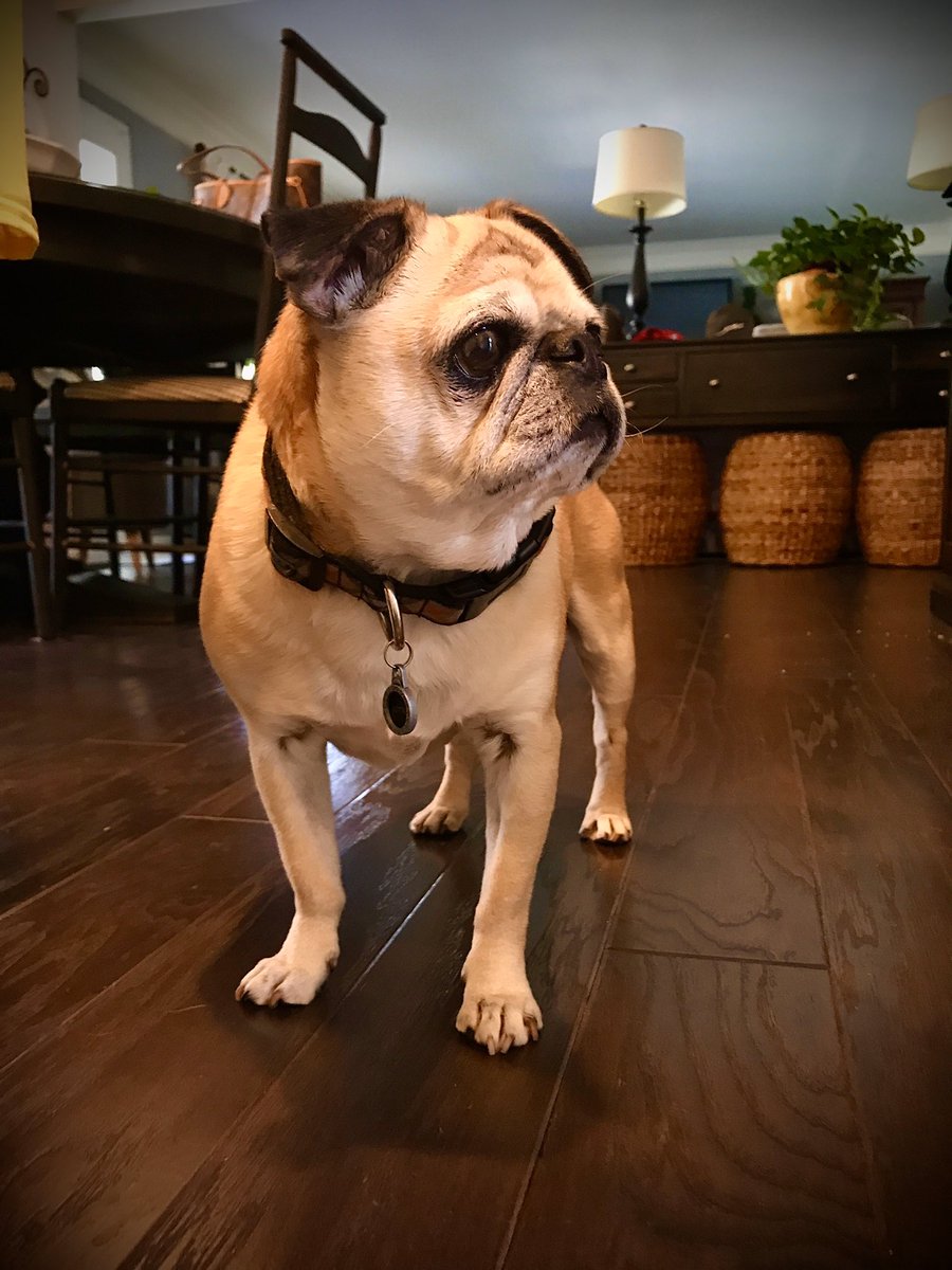 LottieThePug's tweet photo. It’s been a while. Summer was good, but the weather is turning and time spend more time inside. #puglife #pugsofinstagram https://t.co/R5L0SMswLj