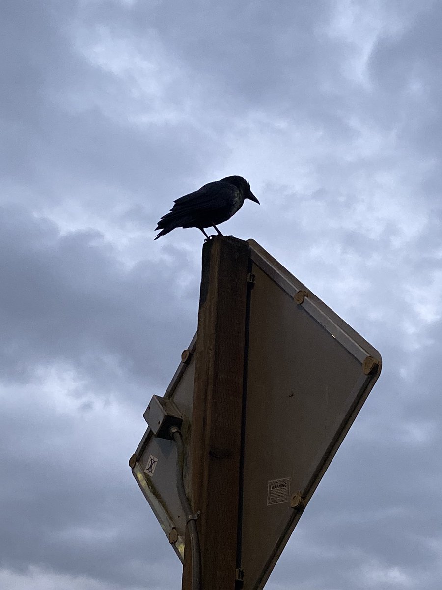 Rumeranada's tweet image. The crows at #UWbothell and #cascadia are just so adorable