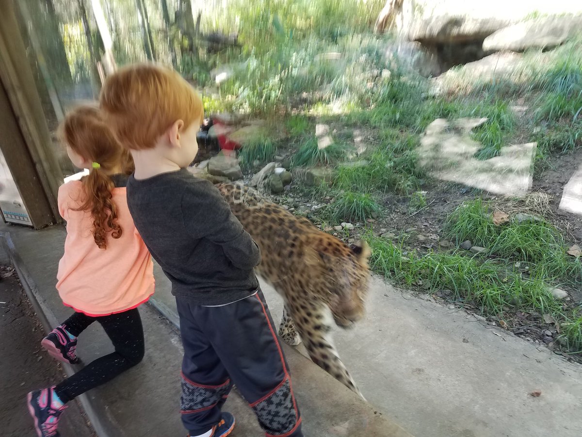 JAntonioScience's tweet photo. Hear me #roar! I love inspiring an appreciation of animals in my little guy 🐆🧡 https://t.co/n3iBGSskk5