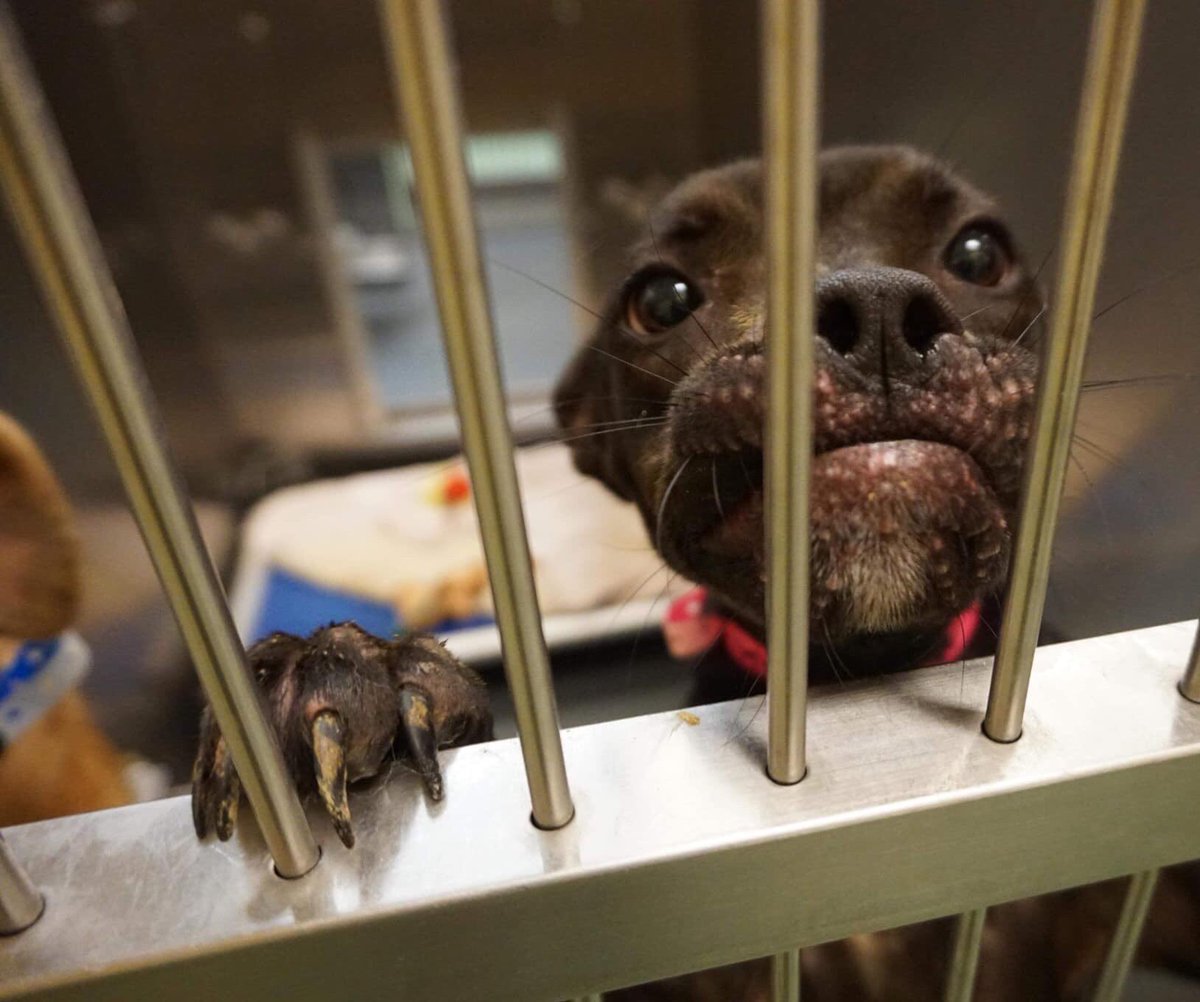 MoishesMom's tweet photo. Desperate pups in US kill pounds. When will this end? https://t.co/SZlotmH0Az