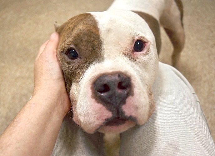 MoishesMom's tweet photo. Desperate pups in US kill pounds. When will this end? https://t.co/SZlotmH0Az