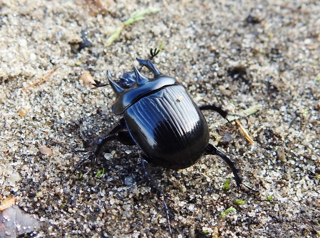 CRCuthbert's tweet photo. A Minotaur beetle from Sizewell, Suffolk today showing its three bull-like horns. This is a large dung beetle found on sandy grassland and heathland, and take mostly rabbit dung back to their nests for their larvae to feed on. https://t.co/MD7y0eijXw